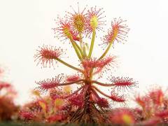 Drosera (Sundews) - madagascariensis