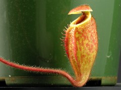 Highland Nepenthes Closeup of a trap