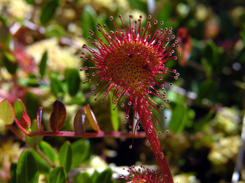 Drosera rotundifolia growing in 
a Washington state bog