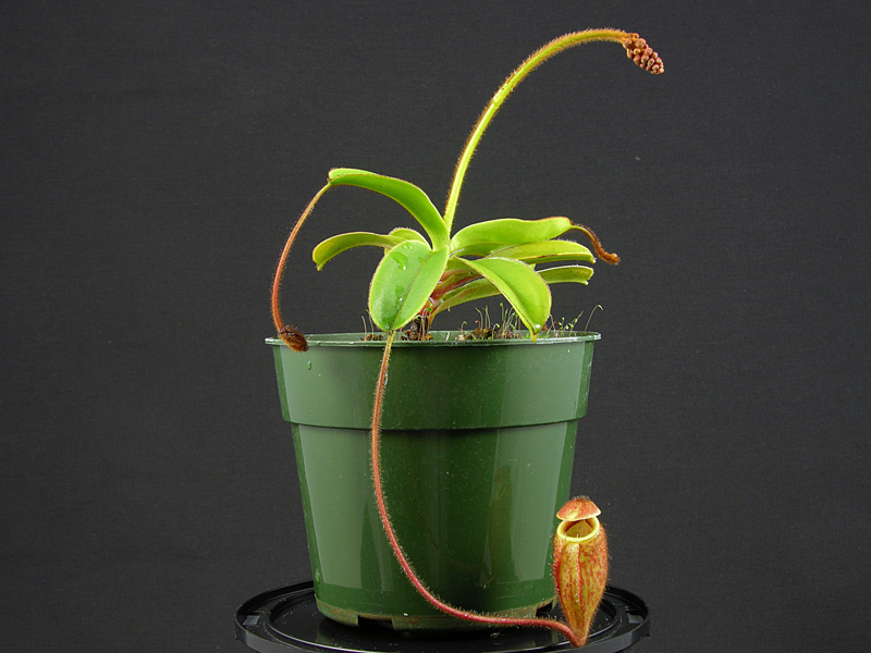 Nepenthes argentii - mature male plant