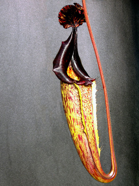 Nepenthes maxima - lower pitcher
