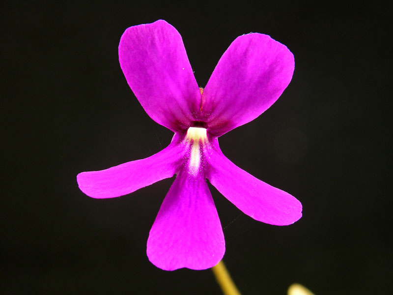 Pinguicula ehlersiae x oblongiloba flower detail