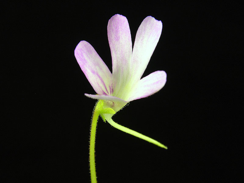 Pinguicula moranensis "Fraser Beaut" flower