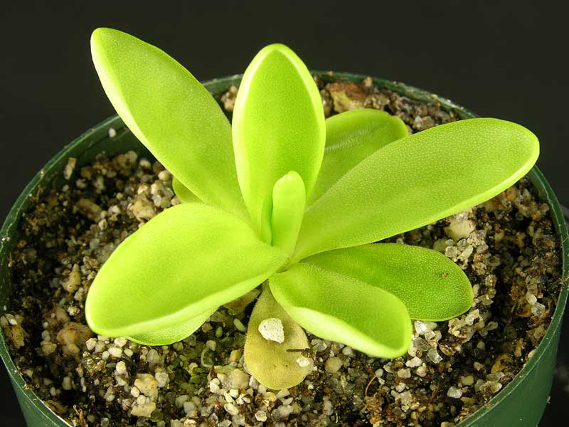Pinguicula 'Gina'
