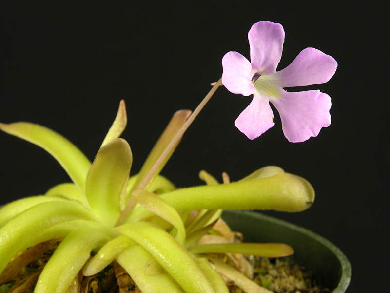 Pinguicula gracilis x moctezumae with flower