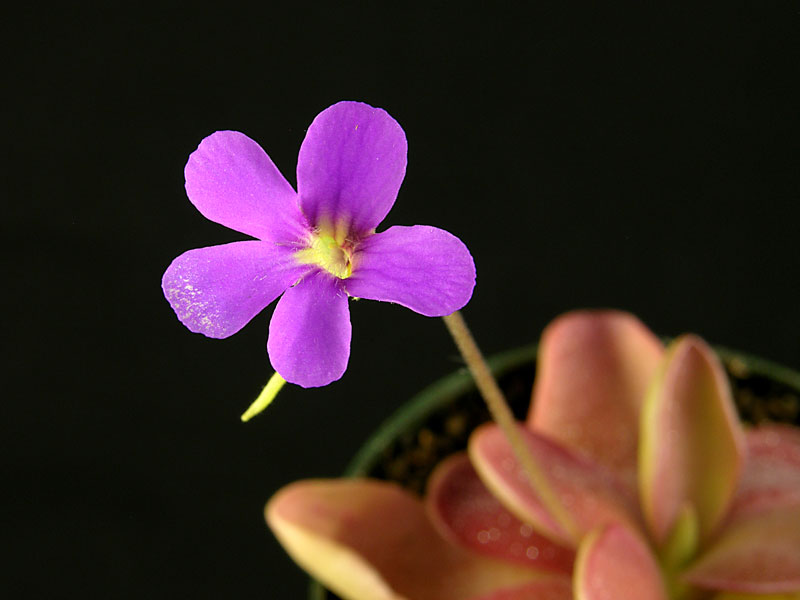 Pinguicula 'Pirouette' - flower detail
