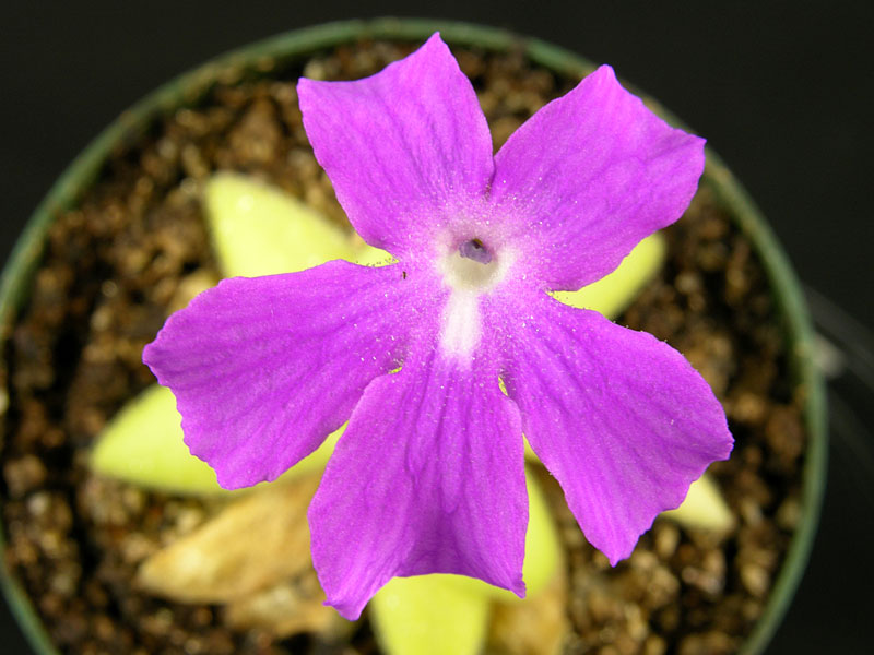 Pinguicula sp "Sumidero" - flower detail