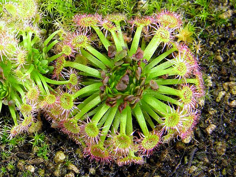 Drosera sp "Carbarup"