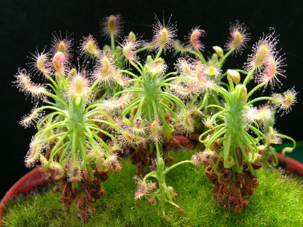 Drosera scorpioides