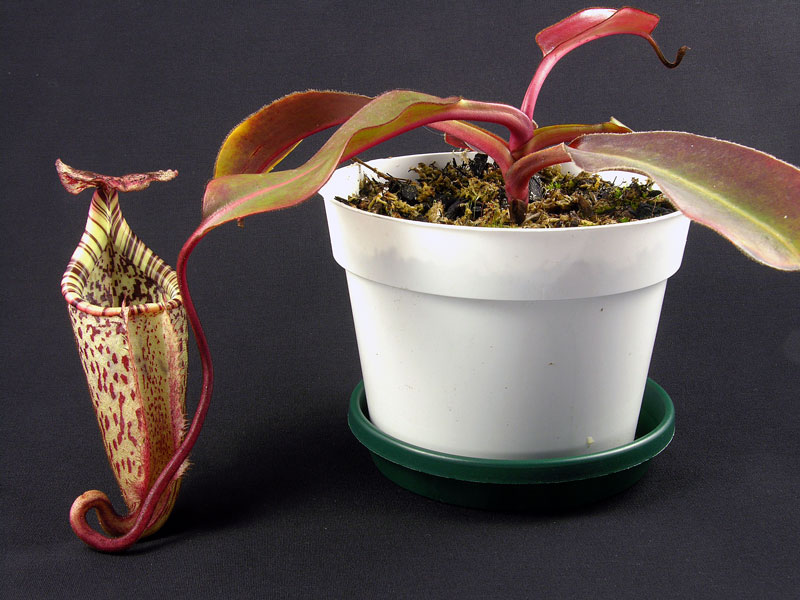 Nepenthes burbidgeae