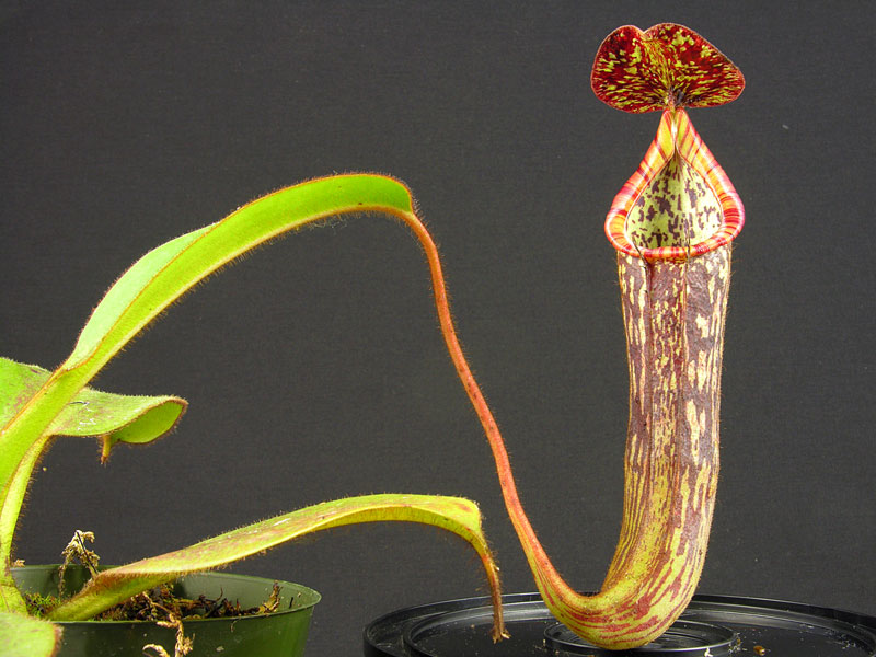 Nepenthes fallax
