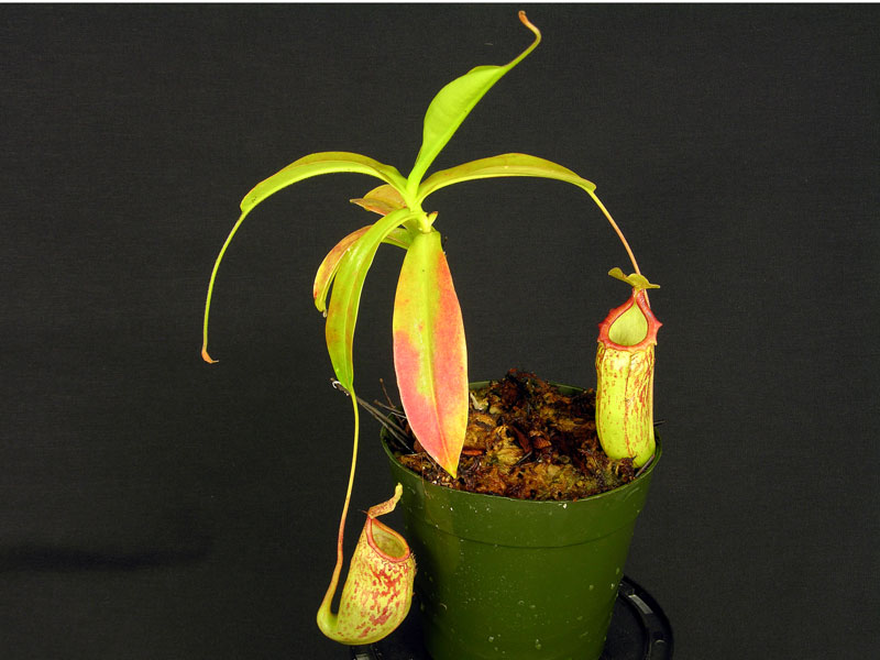 Nepenthes "Red Leopard"