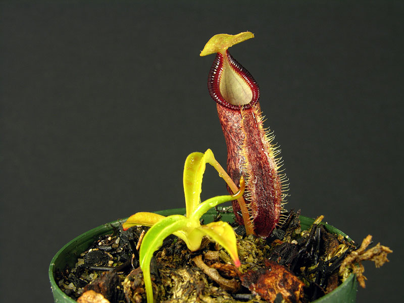 Mature pitcher of the red-to-purple Nepenthes singalana Tujuh form