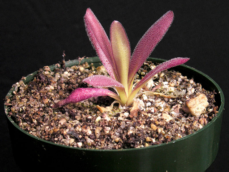 Pinguicula 'Aphrodite'