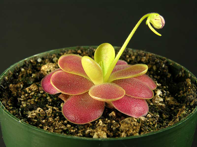 Pinguicula 'Fraser Beaut'
