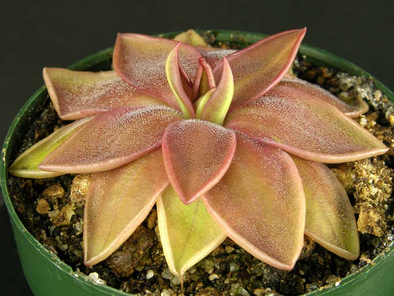 Pinguicula "Sierra Mazatecas"
