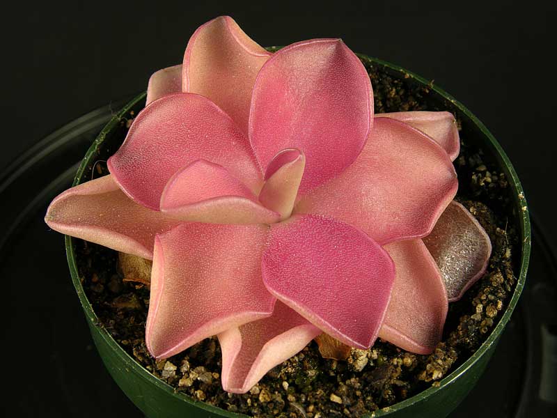 Pinguicula 'Pirouette'