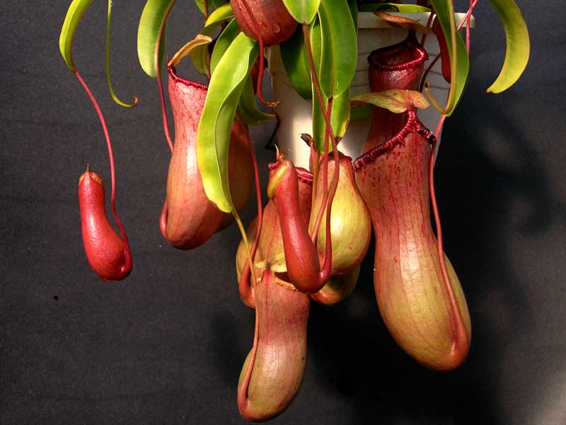 Nepenthes ventricosa seeds