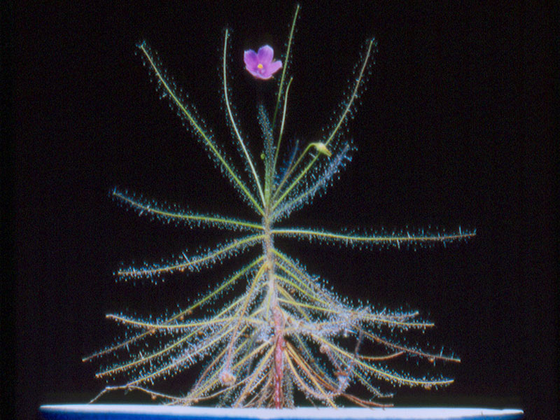 Byblis liniflora seeds