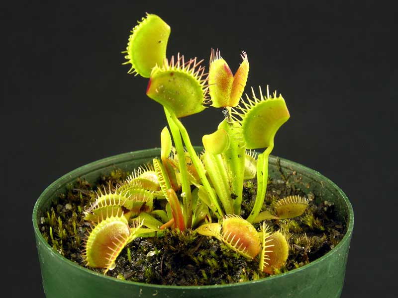 Venus Flytrap seed - Fresh Crop 2019!