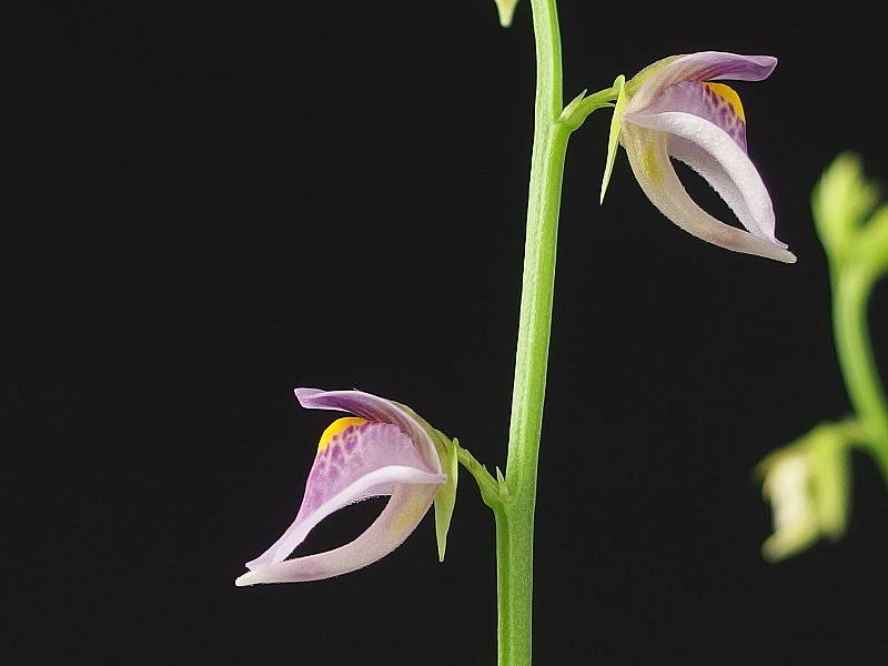Utricularia calycifida 'Asenath Waite'